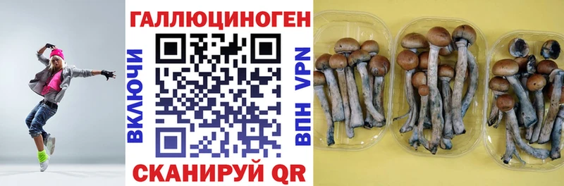 Купить закладки  Истра  Псилоцибиновые грибы GOLDEN TEACHER 